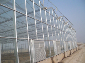 山東淄博古齊生態園（陽光板智能連棟溫室）